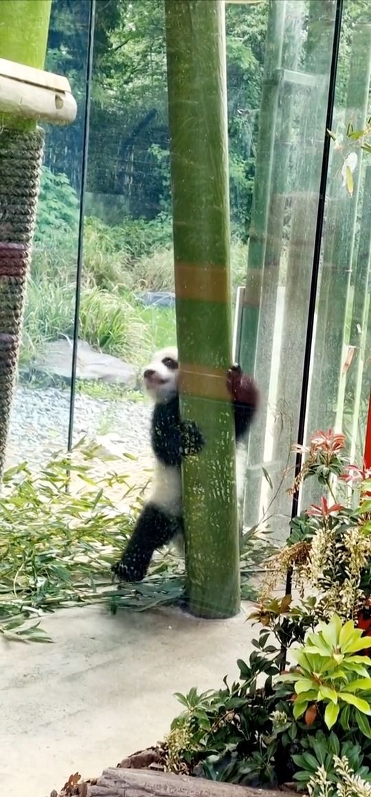 [Video] Who’s the best pole dancer in town ?! 🐼 💕One of our Panda twins Leni and Lotti – born in Berlin 22 Aug 2024… too cute 🐼 🐼 💕