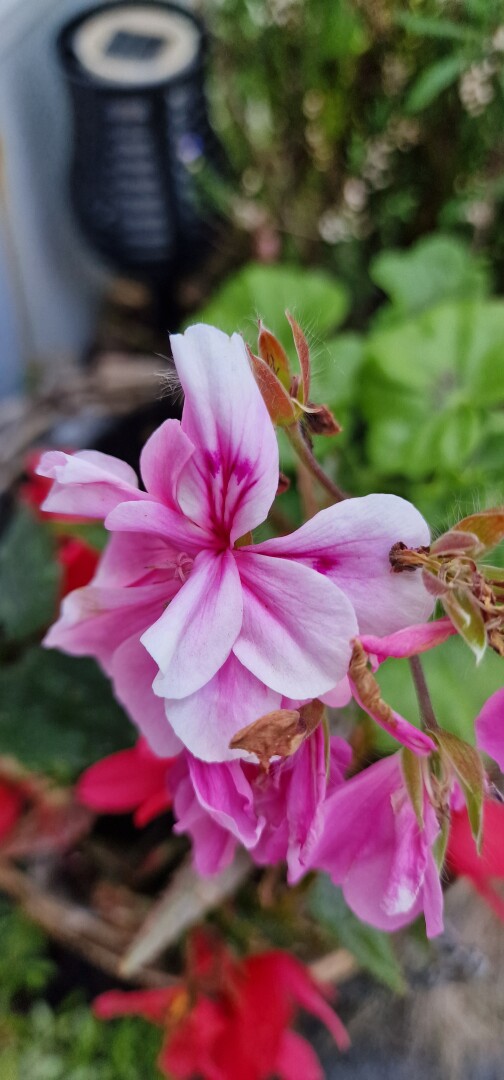The variety of flowers 🌸 on my balcony this year 💕