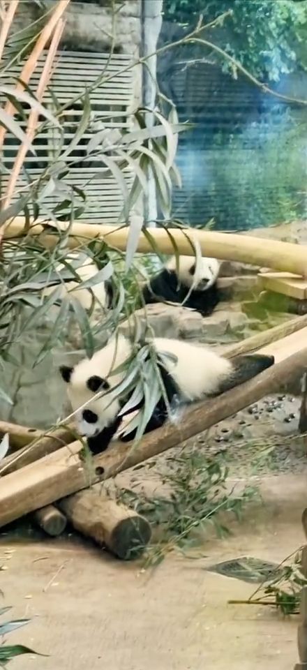 [Video] Our Panda twins Leni and Lotti born in Berlin 22 Aug 2024… too cute 🐼 🐼 💕