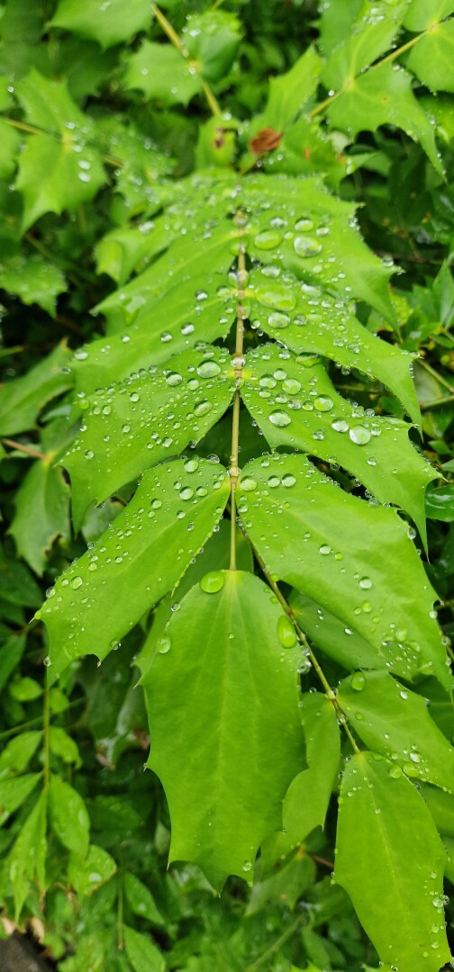Raindrops