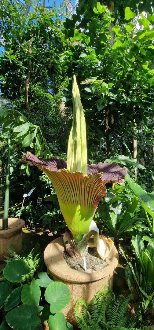 The corpse plant is currently flowering in