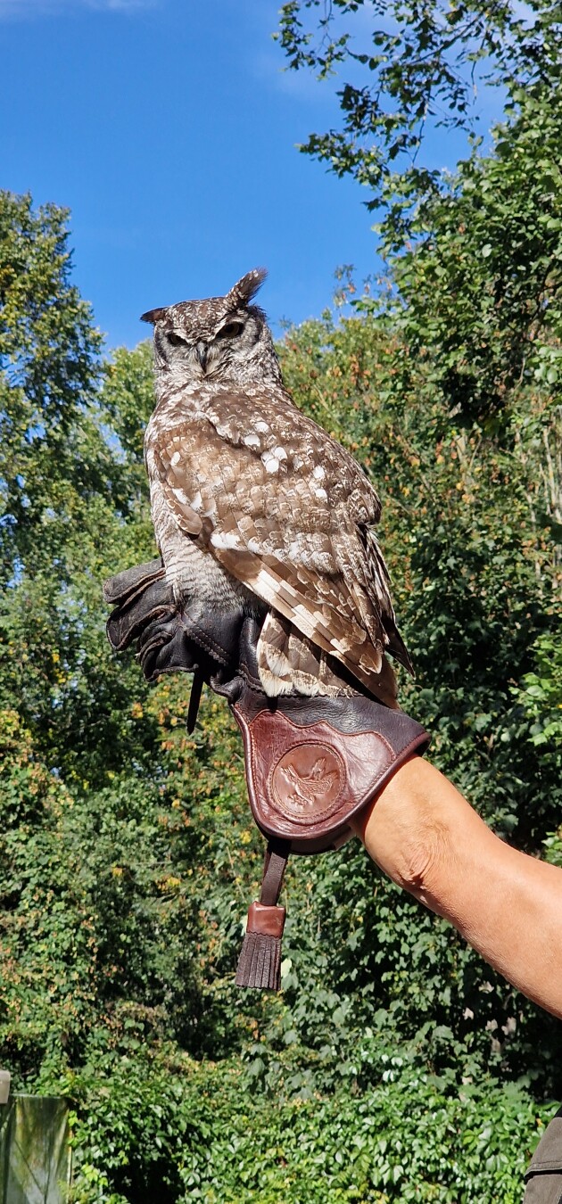 Flight Show at Tierpark Berlin