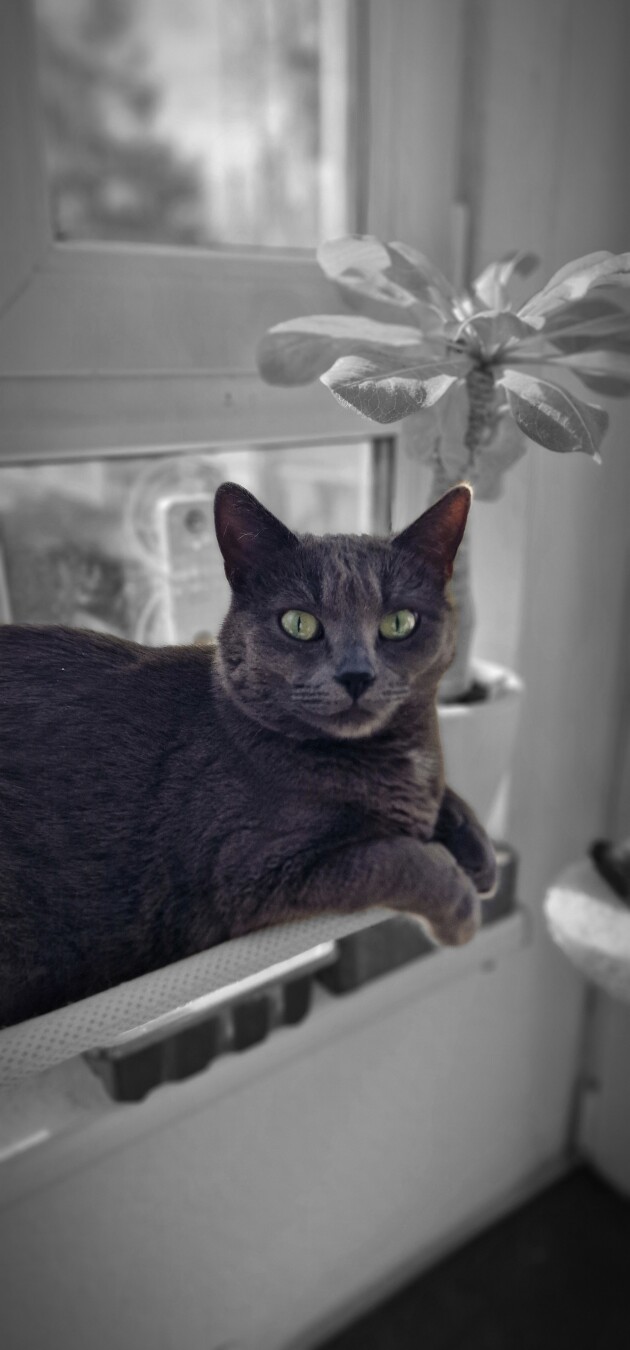 Koko 😺