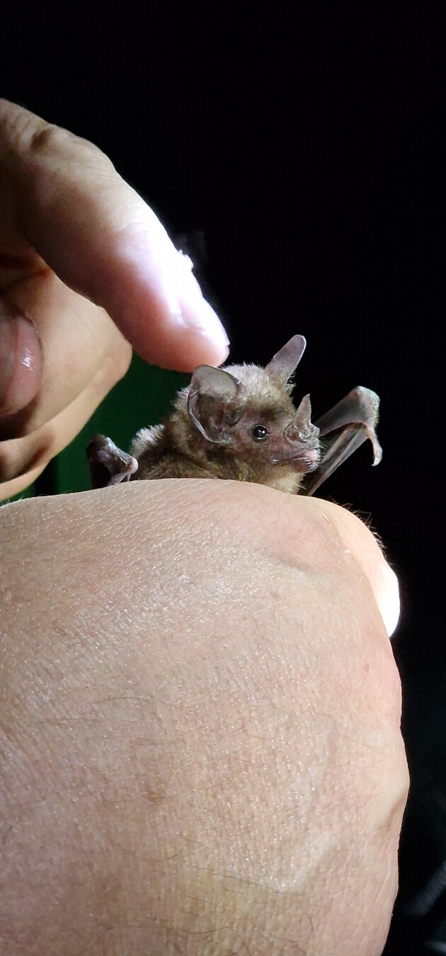 Bats at Zitadelle Spandau in Berlin