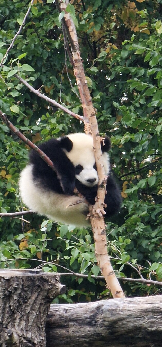 High up in the tree and afterwards sleeping tired right there 😂 – one of our two female panda twins 🐼 🐼 💕