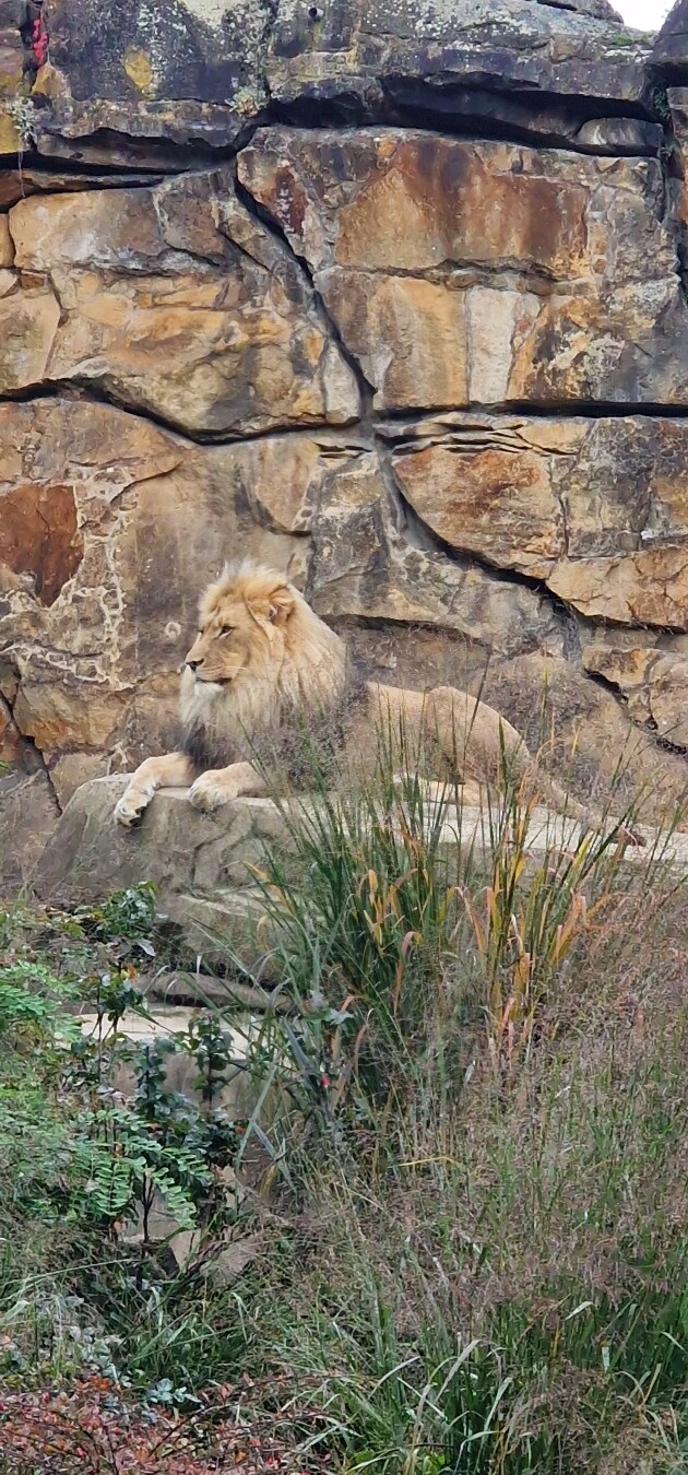 The first one is my mood today albeit this was at the Zoo and Aquarium yesterday 😂