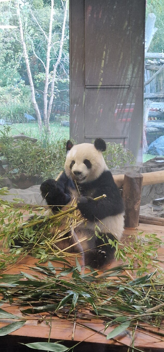The first one is my mood today albeit this was at the Zoo and Aquarium yesterday 😂
