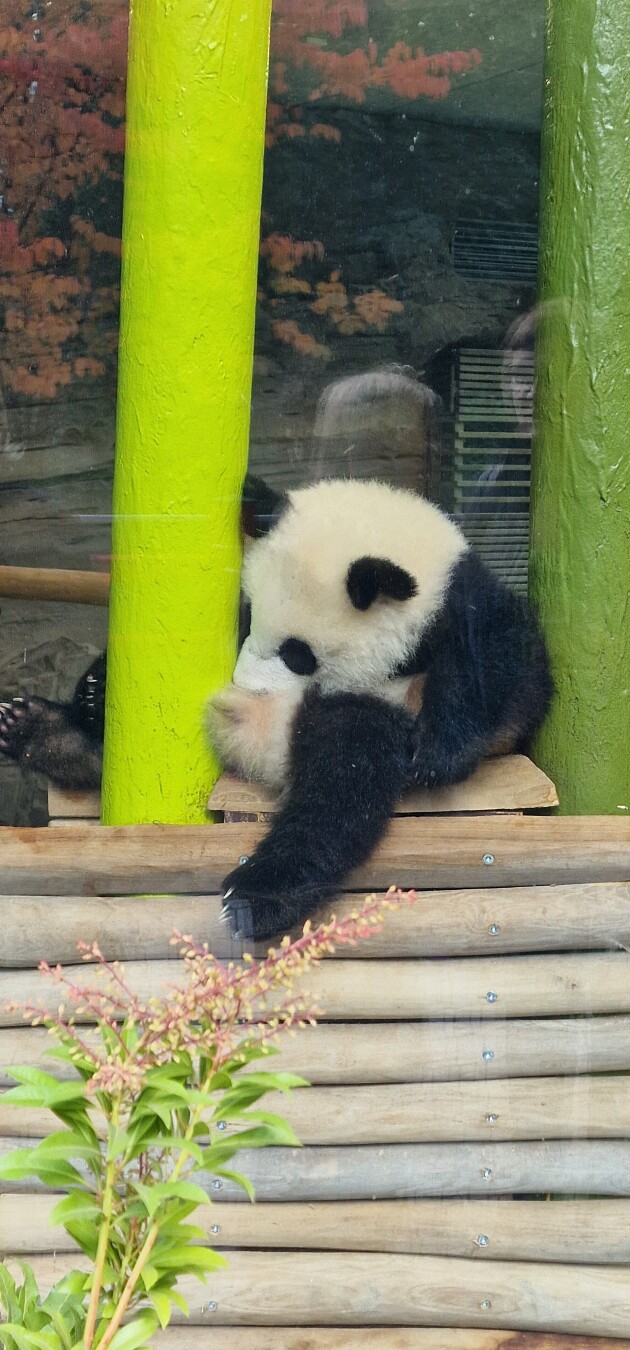The first one is my mood today albeit this was at the Zoo and Aquarium yesterday 😂