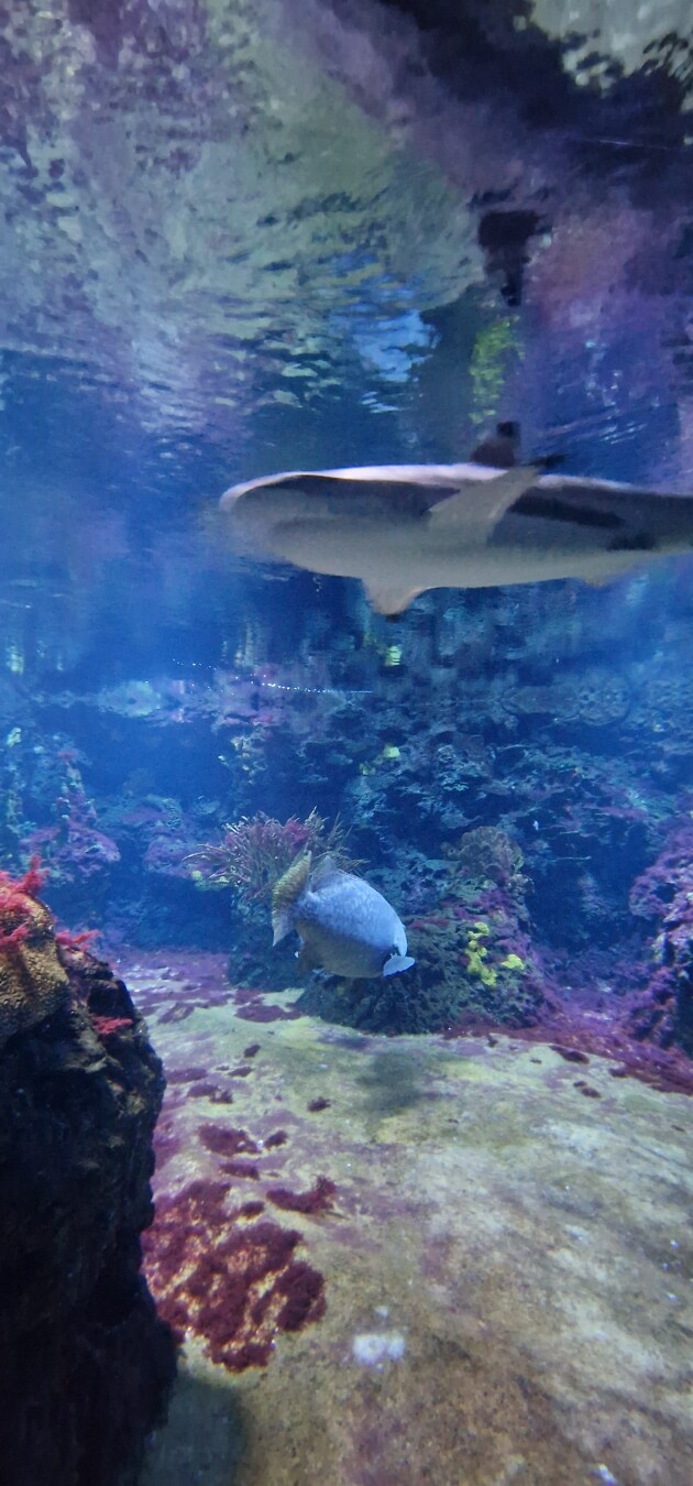 The first one is my mood today albeit this was at the Zoo and Aquarium yesterday 😂