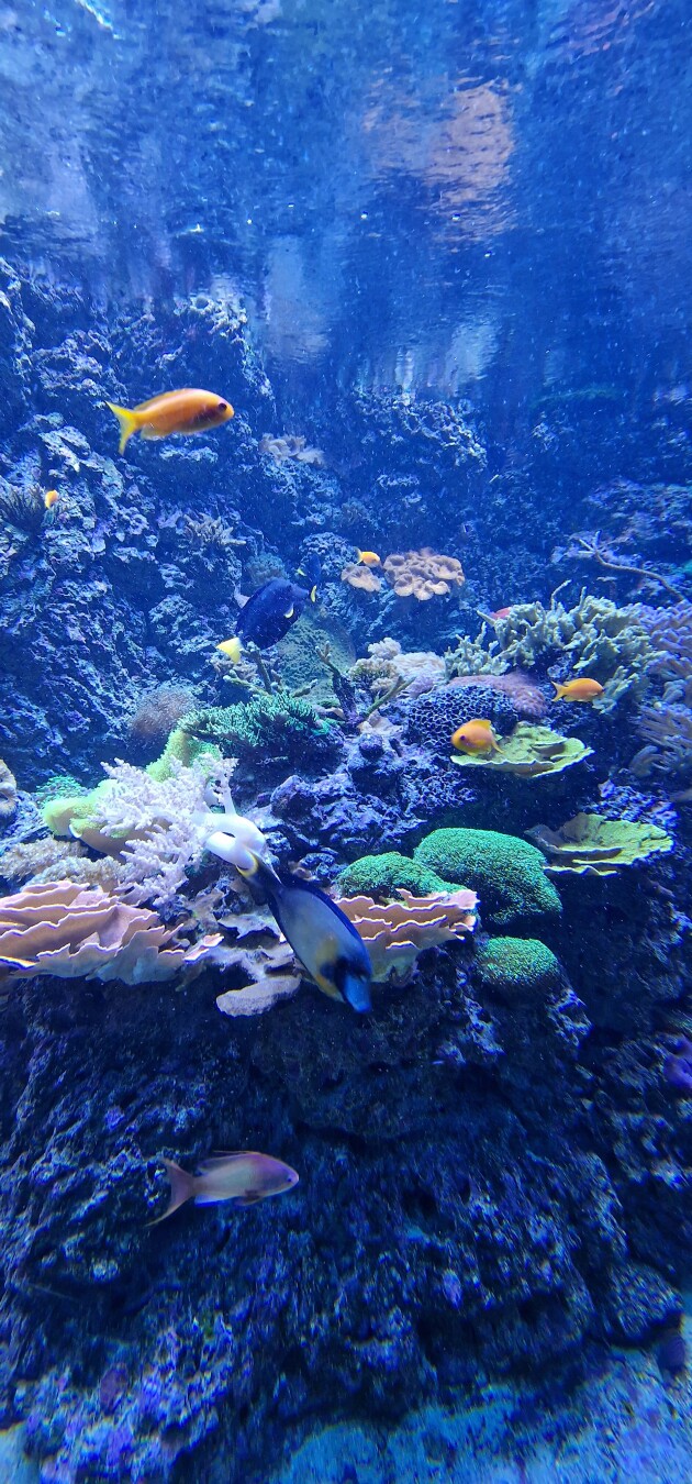 The first one is my mood today albeit this was at the Zoo and Aquarium yesterday 😂
