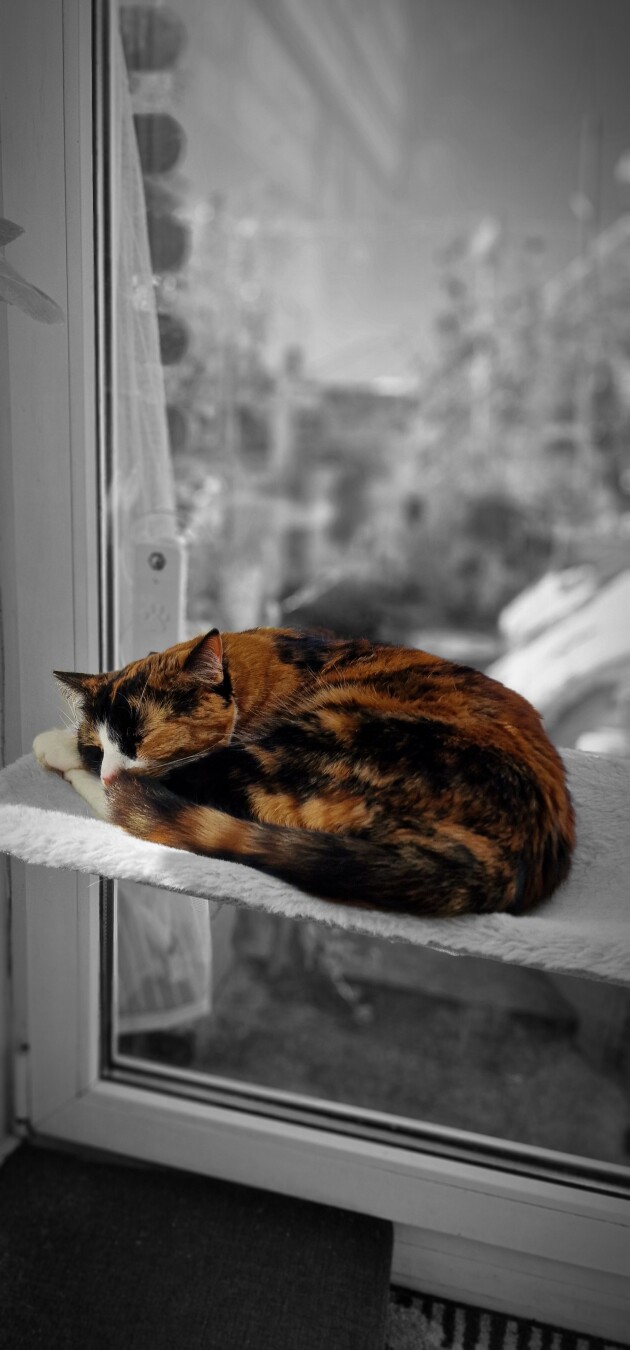 Sleeping beauty 🐈 😴 – Rosé 🌹
#cats