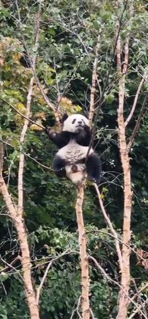 Whoa curious young panda climbing up a fairly weak tree. not sure which of the two twin sisters it is but courageous and cute ❤️