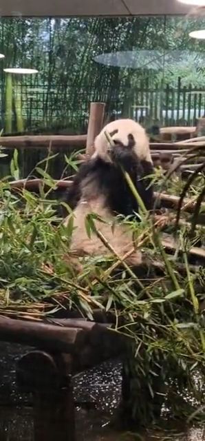 A picky panda selecting his kind of bamboo 😂