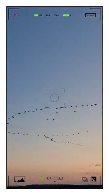 Cranes in Wanninchen at Heinz Sielmann Stiftung