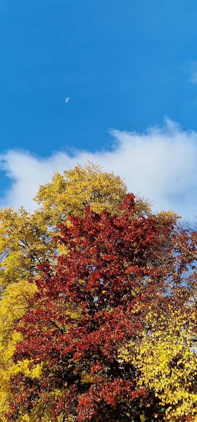 Beautiful autumn in Berlin 🍃