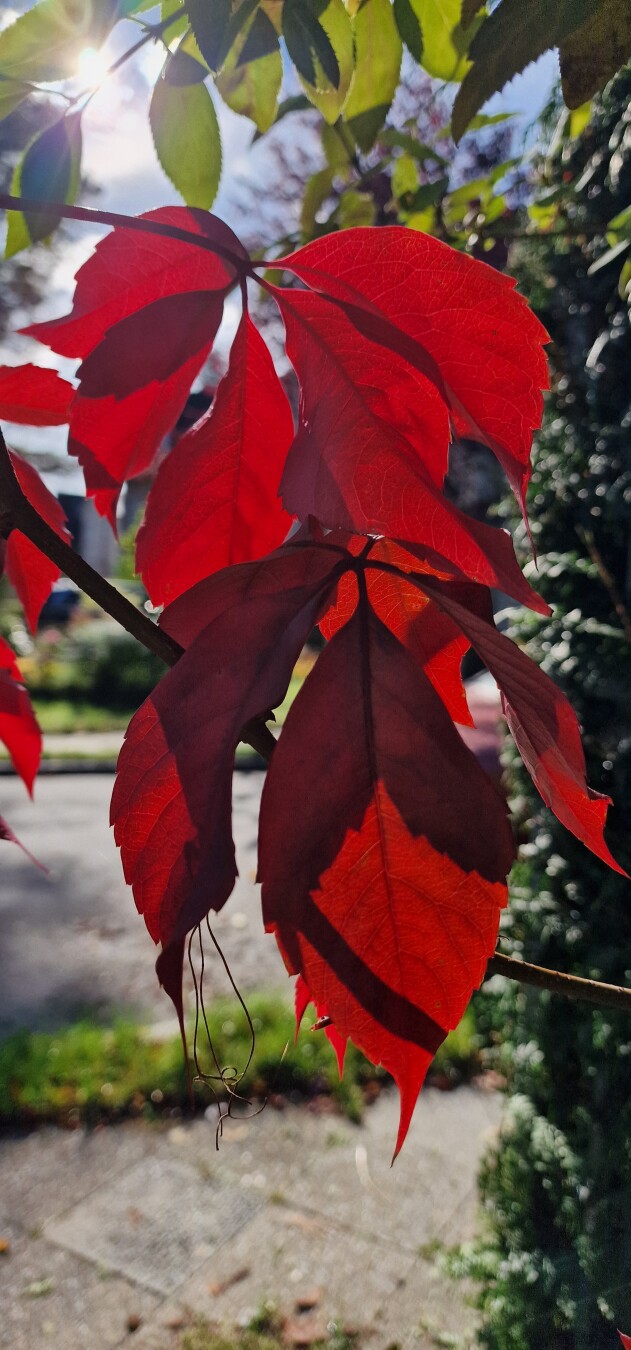 Beautiful autumn in Berlin 🍃
