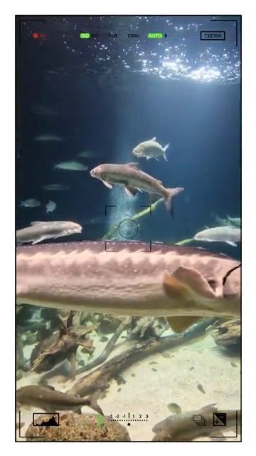 Tolle Aquarien im Ozeanum und Meeresmuseum in Stralsund