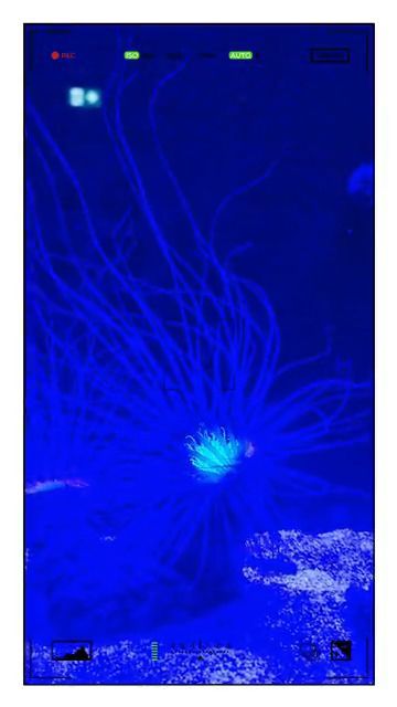 Tolle Aquarien im Ozeanum und Meeresmuseum in Stralsund – fluorescent 💕