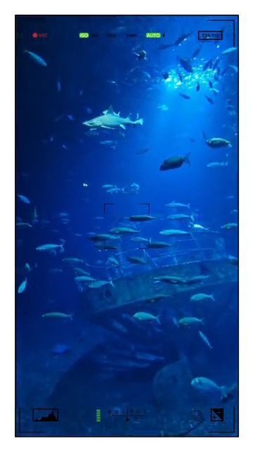 Tolle Aquarien im Ozeanum und Meeresmuseum in Stralsund