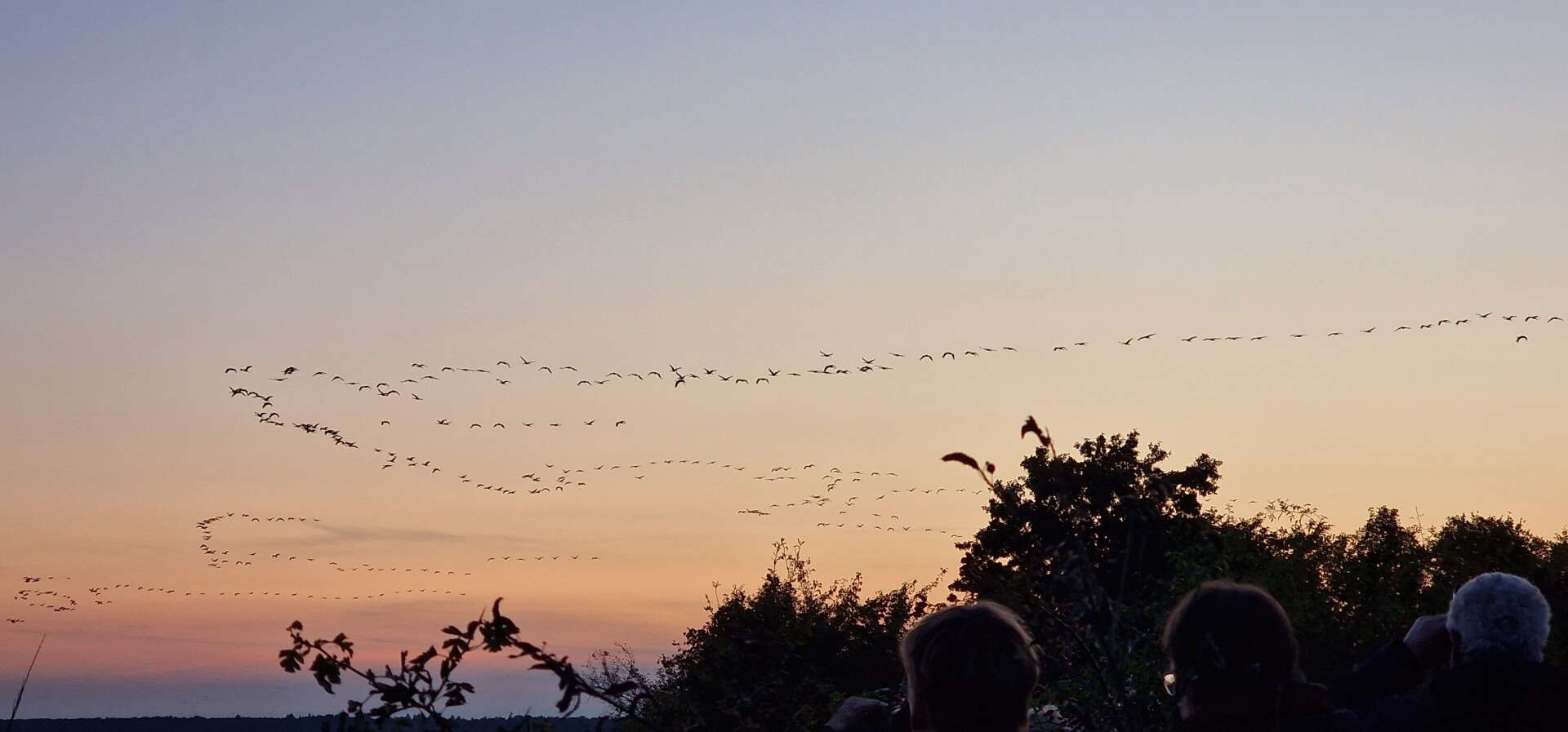 Cranes in Wanninchen at Heinz Sielmann Stiftung
