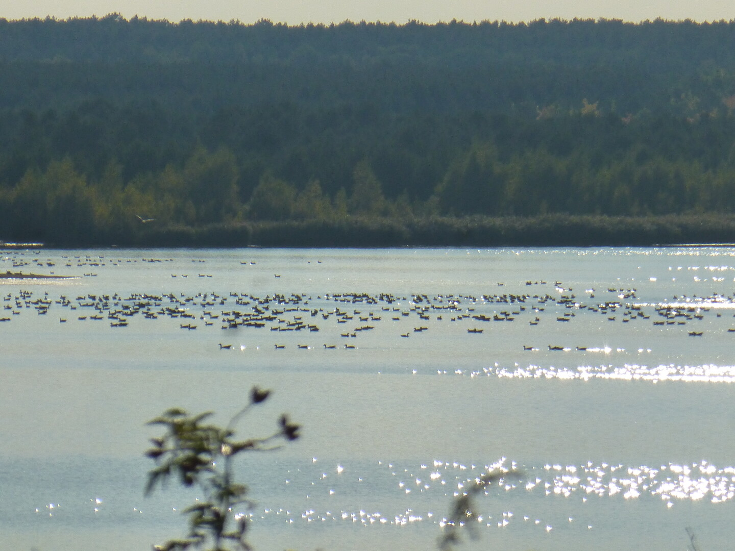 Wanninchen, old coal mining area returned to nature, plus loads of Geese. Heinz Sielmann Stiftung.