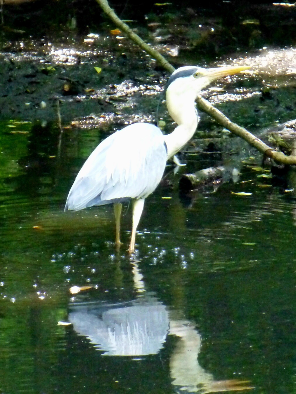 A few weeks ago I watched this heron nearby. so beautiful 💕