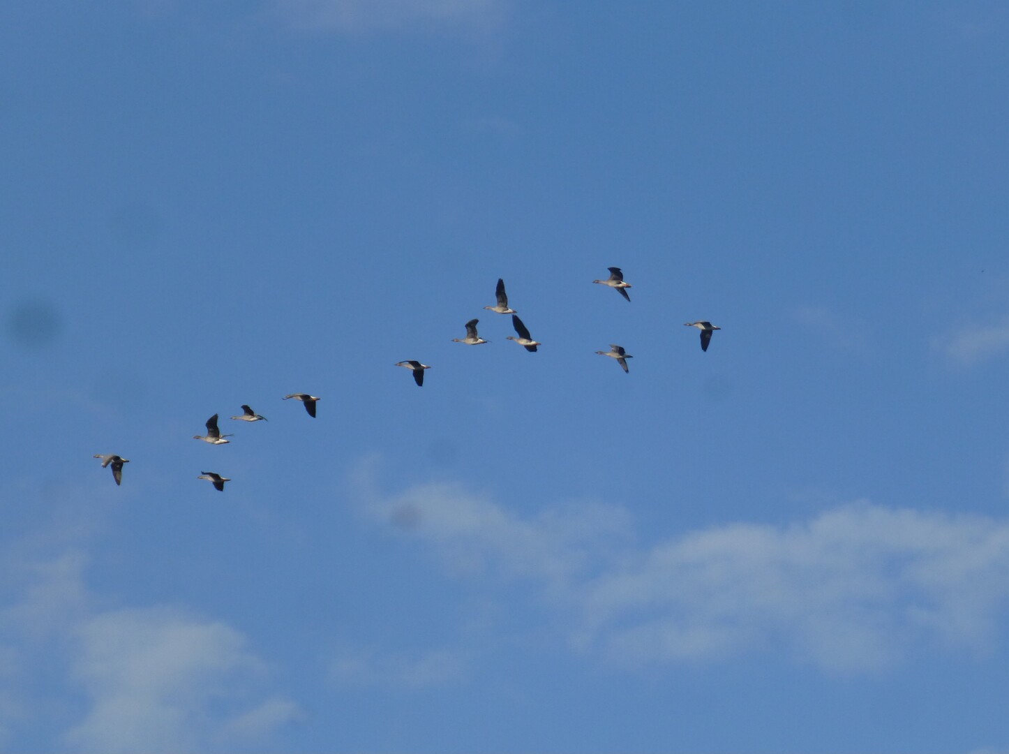 Geese at Wanninchen. Heinz Sielmann Stiftung.